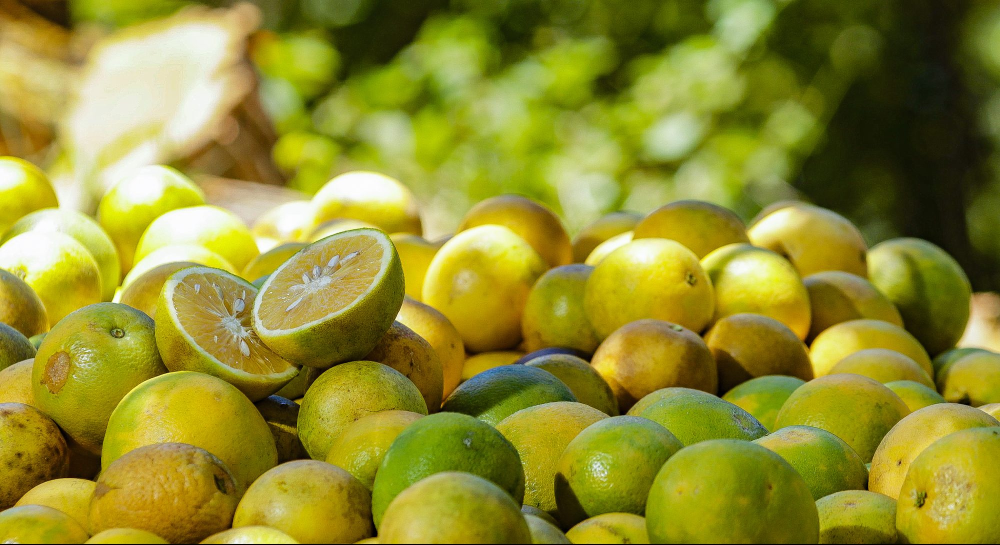 Imagen de Naranja de El Salvador